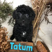 Tatum, a male Poodle - Toy  for sale in Byron, MI – Photo 3 of 3