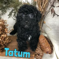 Tatum, a male Poodle - Toy  for sale in Byron, MI – Photo 2 of 3