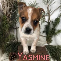 Yasmine , a female Australian Cattle Dog for sale in Byron, MI – Photo 2 of 3