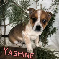 Yasmine , a female Australian Cattle Dog for sale in Byron, MI – Photo 1 of 3