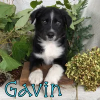 Gavin, a male Miniature Australian Shepherd for sale in Byron, MI – 2 of 3