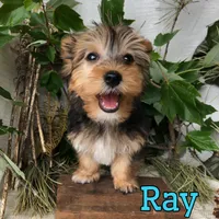Ray, a male Yorkipoo for sale in Byron, MI – 2 of 3