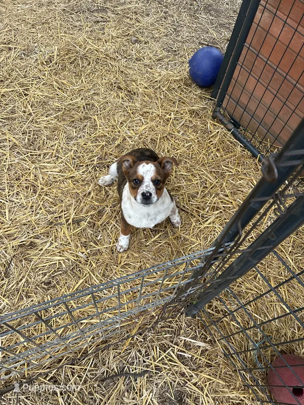 Pete – American Bulldog, Australian Cattle Dog puppy for sale in Byron, MI