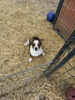 Pete, a male American Bulldog and Australian Cattle Dog for sale in Byron, MI – 1 of 3