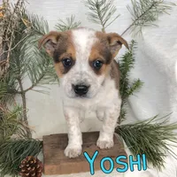 Yoshi, a male Australian Cattle Dog for sale in Byron, MI – Photo 2 of 3