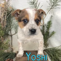 Yoshi, a male Australian Cattle Dog for sale in Byron, MI – Photo 1 of 3