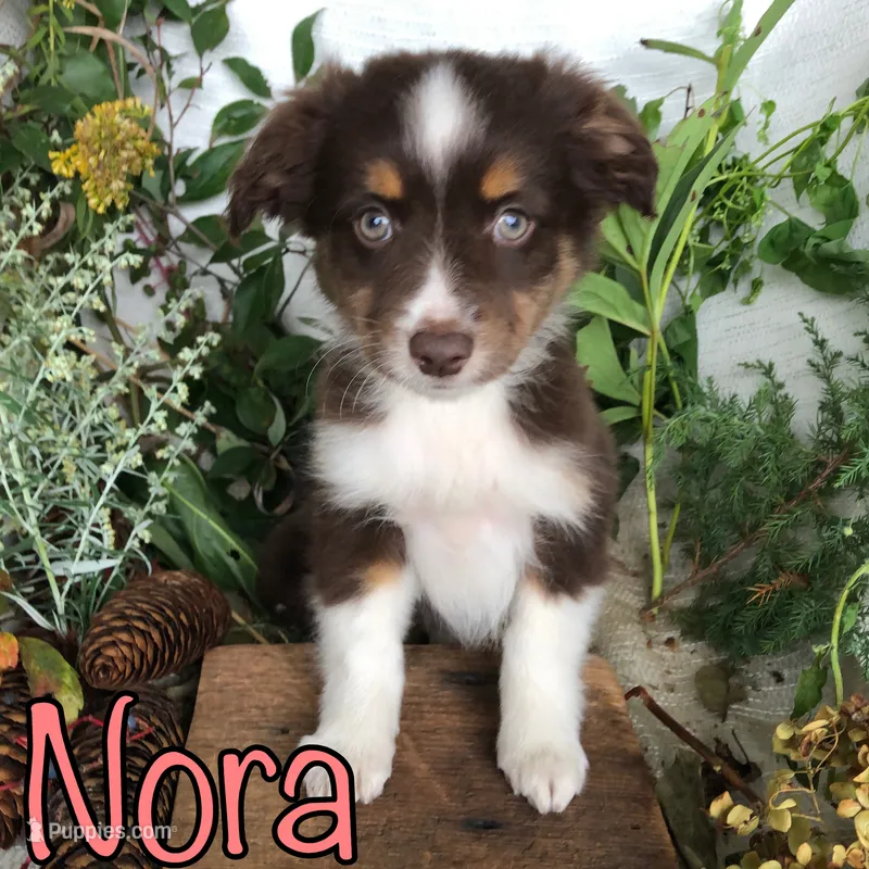 Nora – Miniature Australian Shepherd puppy for sale in Byron, MI