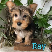 Ray, a male Yorkipoo for sale in Byron, MI – 3 of 3