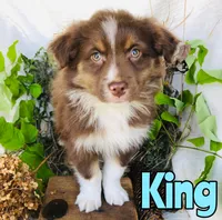 King, a male Miniature Australian Shepherd for sale in Byron, MI – 2 of 3