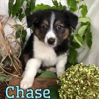 Chase , a male English Shepherd and Australian Shepherd for sale in Byron, MI – 3 of 3
