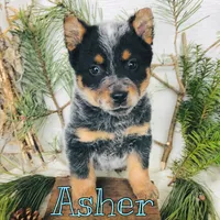 Asher, a female Australian Cattle Dog for sale in Byron, MI – Photo 1 of 3