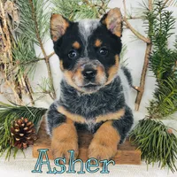 Asher, a female Australian Cattle Dog for sale in Byron, MI – Photo 3 of 3