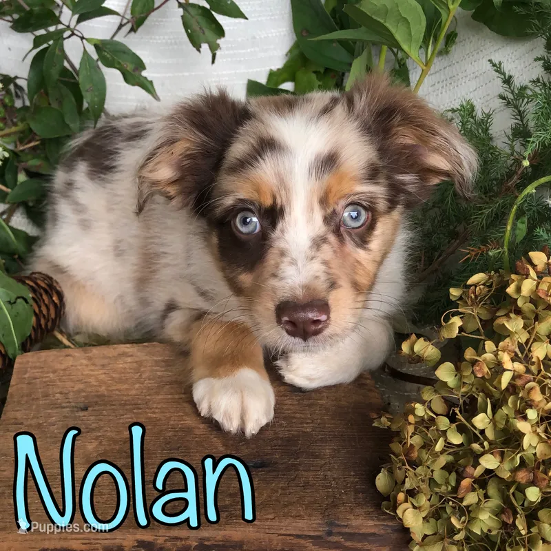 Nolan – Miniature Australian Shepherd puppy for sale in Byron, MI