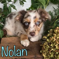 Nolan, a male Miniature Australian Shepherd for sale in Byron, MI – 1 of 3