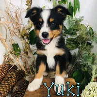 Yuki, a male Miniature Australian Shepherd for sale in Byron, MI – 4 of 4