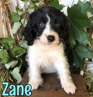 Zane, a male Cavapoo for sale in Byron, MI – 3 of 3