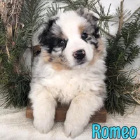 Romeo, a male Miniature Australian Shepherd for sale in Byron, MI – Photo 2 of 2