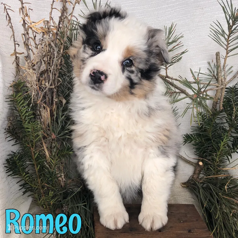Romeo