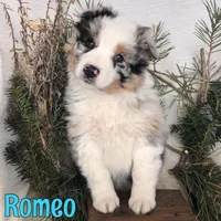 Romeo, a male Miniature Australian Shepherd for sale in Byron, MI – Photo 1 of 2