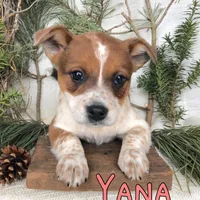 Yana , a female Australian Cattle Dog for sale in Byron, MI – Photo 2 of 3