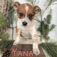 Yana , a female Australian Cattle Dog for sale in Byron, MI – Photo 3 of 3