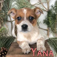 Yana , a female Australian Cattle Dog for sale in Byron, MI – Photo 1 of 3