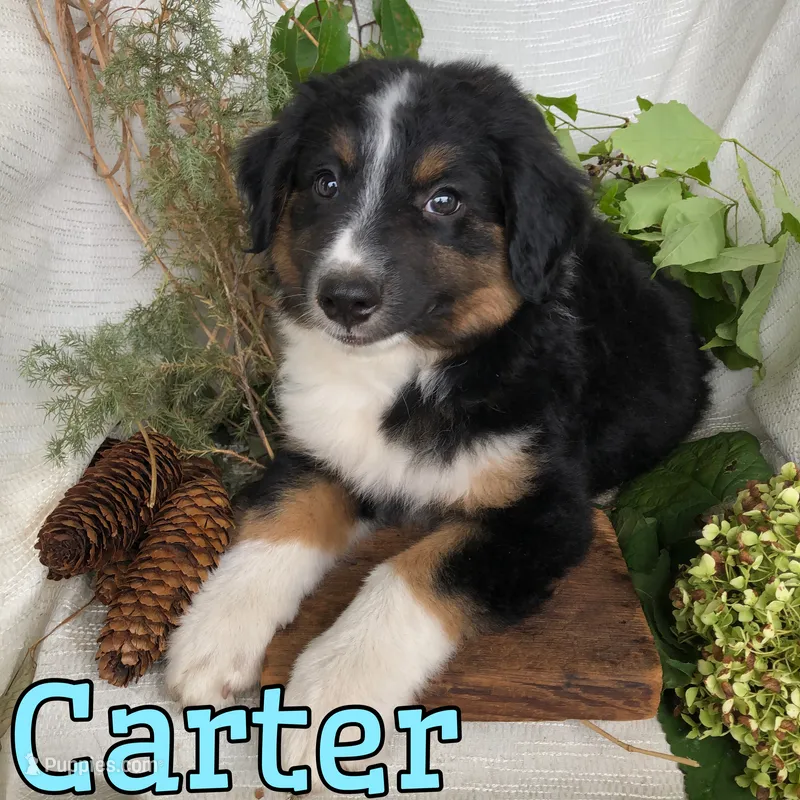 Carter – English Shepherd, Australian Shepherd puppy for sale in Byron, MI