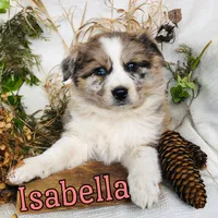Isabella, a female Great Pyrenees and Miniature Australian Shepherd for sale in Byron, MI – Photo 3 of 3