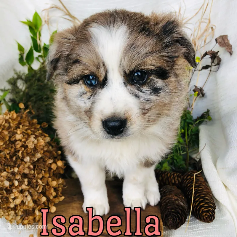 Isabella, a female Great Pyrenees and Miniature Australian Shepherd for sale in Byron, MI – Photo 1 of 3