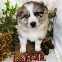 Isabella, a female Great Pyrenees and Miniature Australian Shepherd for sale in Byron, MI – Photo 2 of 3