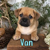 Van, a male Pomeranian and Pug for sale in Byron, MI – 1 of 3