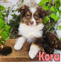 Kora, a female Miniature Australian Shepherd for sale in Byron, MI – 3 of 3