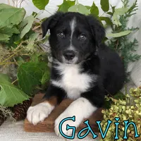 Gavin, a male Miniature Australian Shepherd for sale in Byron, MI – 1 of 3