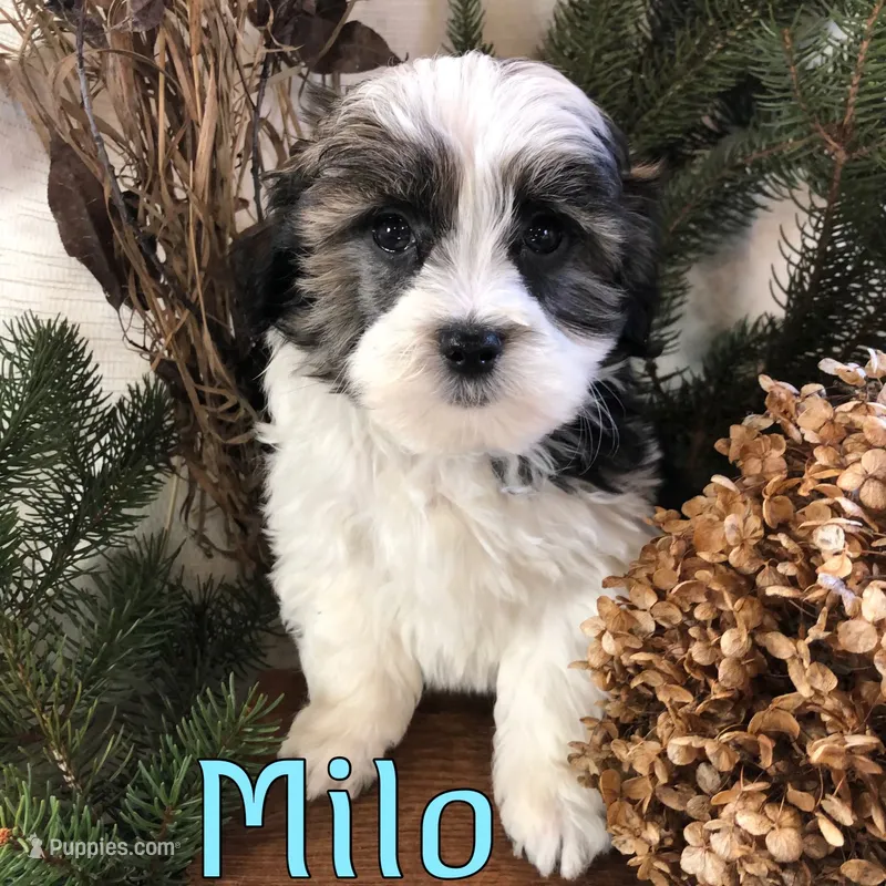 Milo