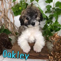 Oakley, a male Bichpoo for sale in Byron, MI – 2 of 3