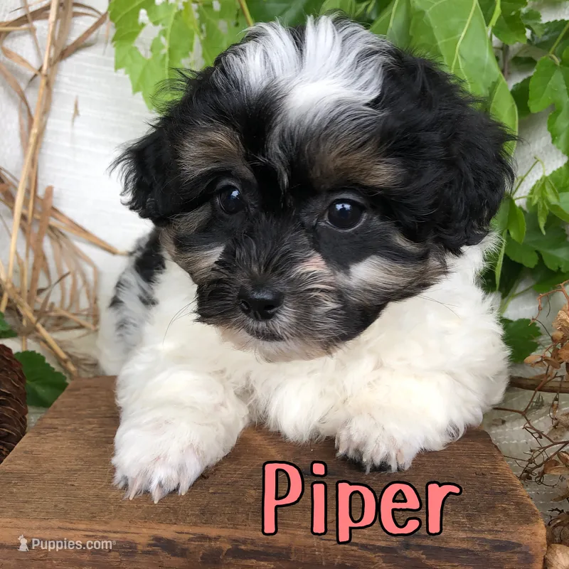 Piper – Shihpoo puppy for sale in Byron, MI