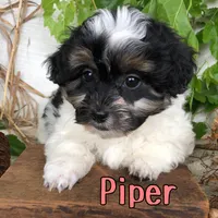 Piper, a female Shihpoo for sale in Byron, MI – 1 of 3