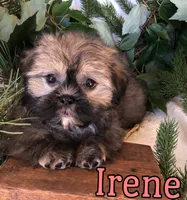 Irene, a female Shihpoo and Mal Shi for sale in Byron, MI – 2 of 3