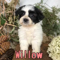 Willow , a female Shih Tzu and Bichpoo for sale in Byron, MI – 3 of 3