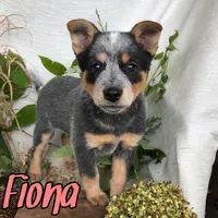 Fiona, a female Australian Cattle Dog for sale in Byron, MI – 1 of 3