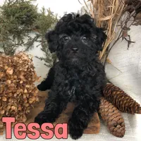 Tessa , a female Poodle - Toy  for sale in Byron, MI – Photo 3 of 3