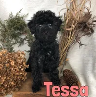 Tessa , a female Poodle - Toy  for sale in Byron, MI – Photo 1 of 3