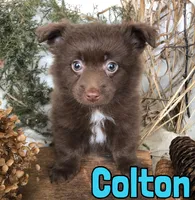 Colton , a male Pomapoo for sale in Byron, MI – Photo 3 of 3
