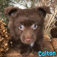 Colton , a male Pomapoo for sale in Byron, MI – Photo 1 of 3