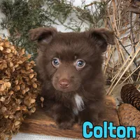 Colton , a male Pomapoo for sale in Byron, MI – Photo 2 of 3