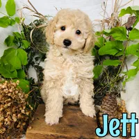 Jett, a male Poodle - Toy  for sale in Byron, MI – 3 of 3
