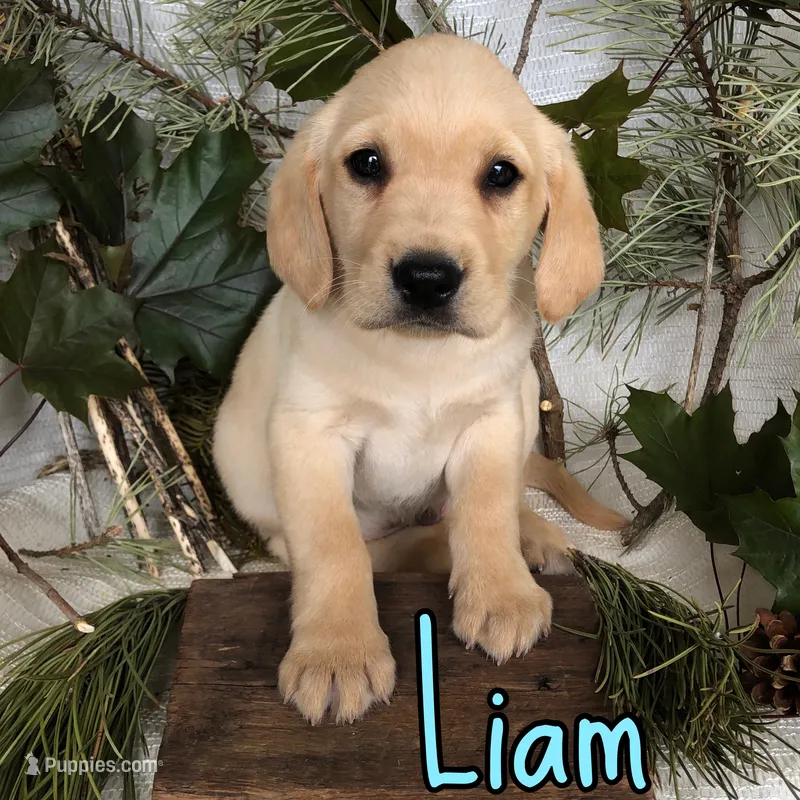 Liam – Labrador Retriever puppy for sale in Byron, MI