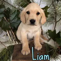 Liam, a male Labrador Retriever for sale in Byron, MI – 1 of 3