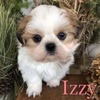Izzy, a female Shih Tzu for sale in Byron, MI – Photo 1 of 3