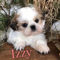 Izzy, a female Shih Tzu for sale in Byron, MI – Photo 3 of 3